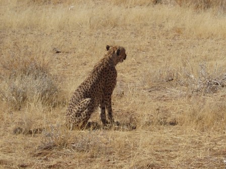 cheetah